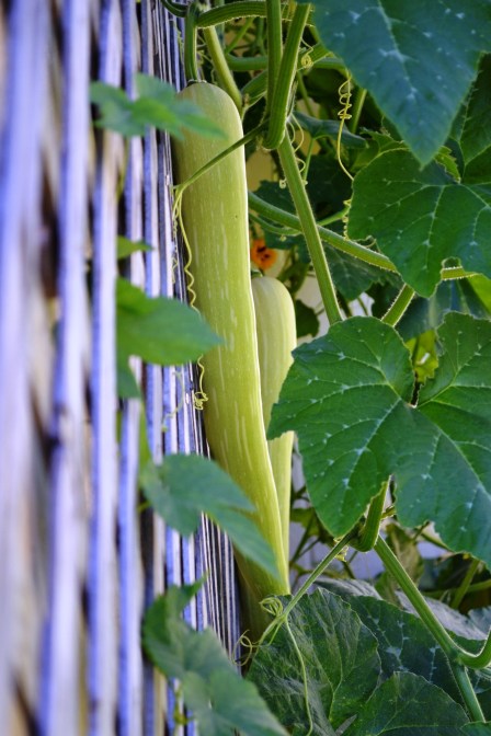 Mystery squash...