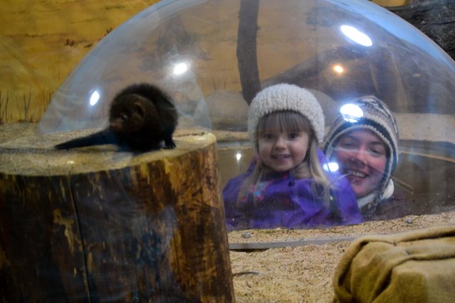 Mongoose! And Nikki, and Mo